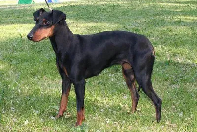 פאזל של Terrier manchester