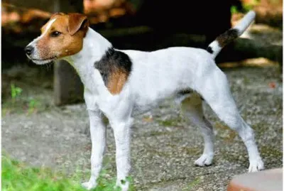 Terrier parson russell jigsaw puzzle