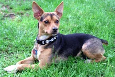 Terrier rat jigsaw puzzle