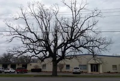 A beautifully bare tree