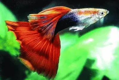 å­”é›€é­š