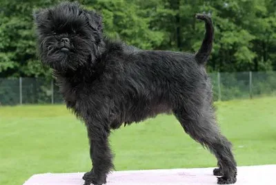 Affenpinscher