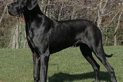 Alano nero