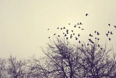 Paisaje jigsaw puzzle