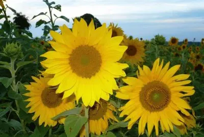 Girasoles