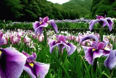 Flores jigsaw puzzle