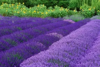 Campo de lila
