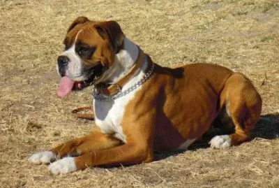 Boxer