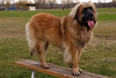 Leonberger jigsaw puzzle