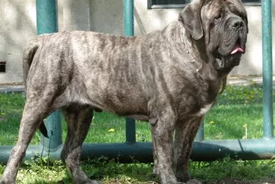 Mastiff jigsaw puzzle