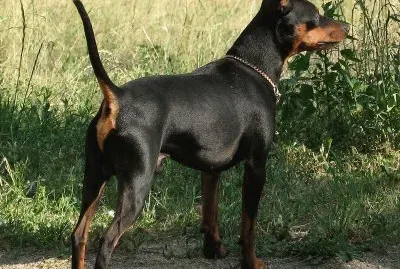 Zwergpinscher