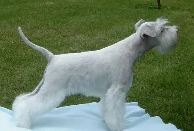 Zwergschnauzer bianco