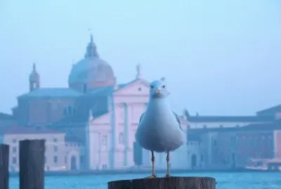 פאזל של Venezia