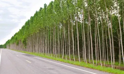 פאזל של imagem