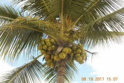 Coqueiro