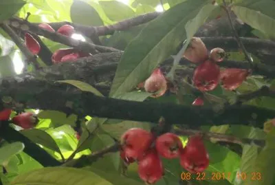Jambo Rosa