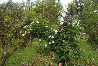 Flores Silvestres