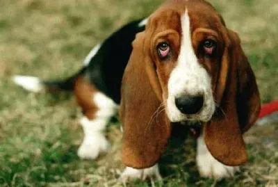 Bassethound jigsaw puzzle