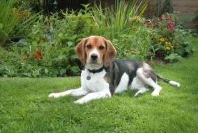 Beagle jigsaw puzzle