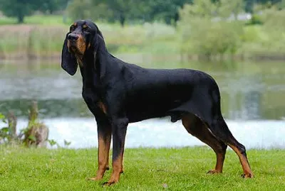 Black and tan coonhound jigsaw puzzle