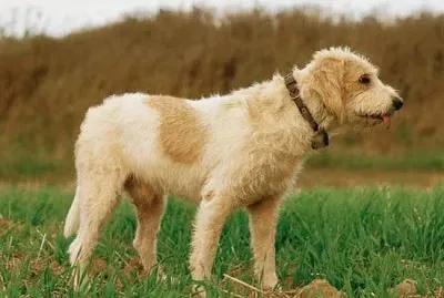 Briquet griffon vendeen