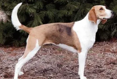 Foxhound inglese