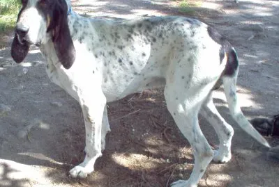 Gascogne saintngeois