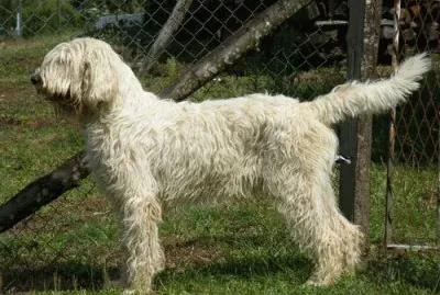 Grand basset griffon vendeen