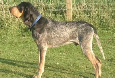 Grand bleu de gascogne