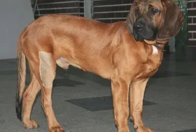 Hannoverischer schweisshund