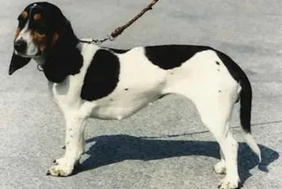 Piccolo segugio svizzero del bernese