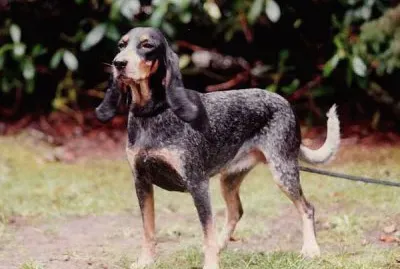 Piccolo segugio svizzero del lucernese