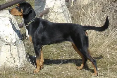 Segugio della transilvania