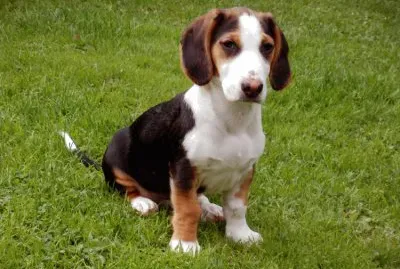 Segugio della vestfalia