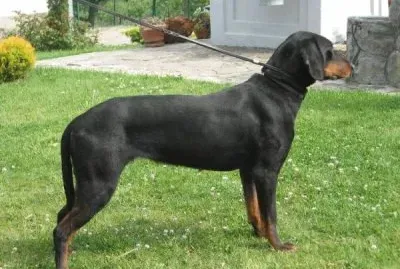 Segugio da montagna jugoslavo