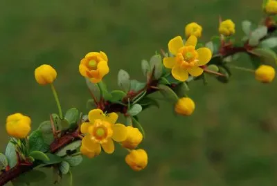 Flores Amarillas jigsaw puzzle