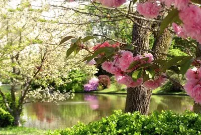 Flores
