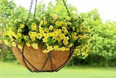 Flores