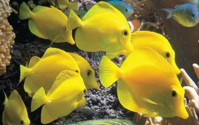 פאזל של Peces Amarillos