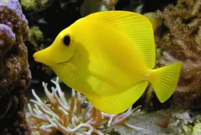 פאזל של Pez Amarillo