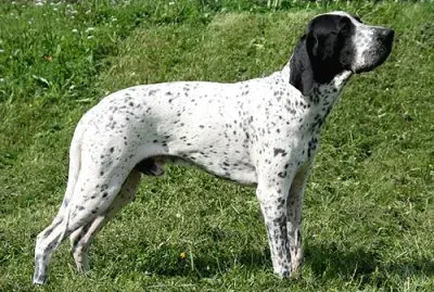 Bracco d 'alvernia blu