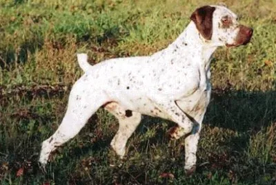 Bracco del borbonnese