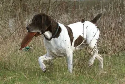 Bracco francese tipo gascogne
