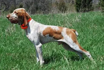 Bracco italiano