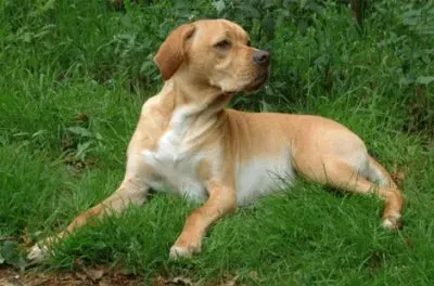 פאזל של Bracco portoghese