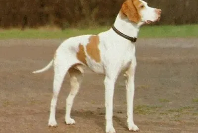 פאזל של Bracco saint german