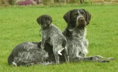 פאזל של Da ferma boemo a pelo ruvido