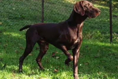 פאזל של Da ferma tedesco a pelo corto