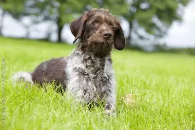 פאזל של Da ferma tedesco a pelo ruvido