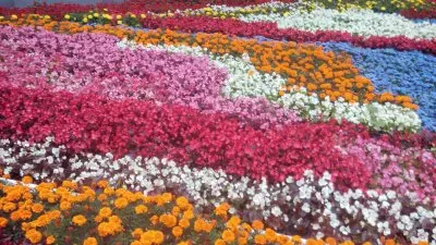 flores jigsaw puzzle